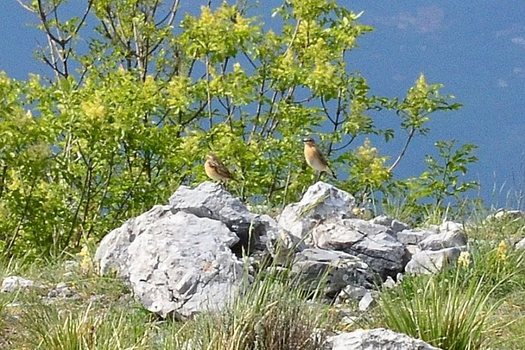 Identificazione possibile?  S, Stiaccino e Culbianco